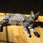 Cairo - Egyptain Mau Silver Male DOB 9/19/10