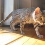 Cairo - Egyptain Mau Silver Male DOB 9/19/10