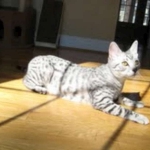Cairo - Egyptain Mau Silver Male DOB 9/19/10