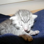 Cairo - Egyptain Mau Silver MAle DOB 9/19/10