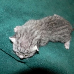 Cairo - Egyptain Mau Silver Male DOB 9/19/10