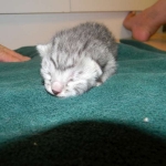 Cairo - Egyptain Mau Silver MAle DOB 9/19/10