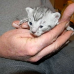 Cairo - Egyptain Mau Silver MAle DOB 9/19/10