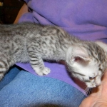Cairo - Egyptain Mau Silver Male DOB 9/19/10