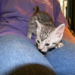 Cairo - Egyptain Mau Silver Male DOB 9/19/10