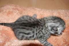 Isis - 1-31-11 Egyptain Mau Silver Female