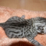 Isis 1-31-11 Egyptain Mau silver female