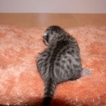 Isis 1-31-11 Egyptain Mau silver female