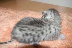 Cleopatra - Silver Egyptain Mau Female  DOB 1-31-11