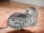 Cleopatra - Silver Egyptain Mau Female  DOB 1-31-11