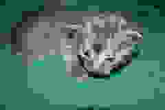 Arnold And Willis, Smoke Egyptain Maus  DOB 4-11 And 3-2-2010