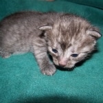 Willis - Smoke Egyptian Mau Male DOB 3/2/10