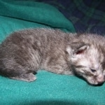 Willis - Smoke Egyptian Mau Male DOB 3/2/10