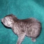 Willis - Smoke Egyptian Mau Male DOB 3/2/10