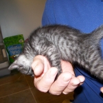 Willis - Smoke Egyptian Mau Male DOB 3/2/10