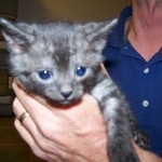 Willis - Smoke Egyptian Mau Male DOB 3/2/10