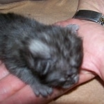 Arnold - Egyptian Mau Smoke Male DOB 4-11-10