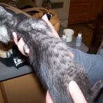 Willis - Smoke Egyptian Mau Male DOB 3/2/10