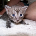 Arnold - Egyptian Mau Smoke Male DOB 4-11-10