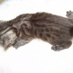 Arnold - Egyptian Mau Smoke Male DOB 4-11-10