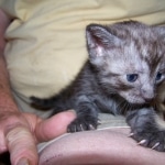 Arnold - Egyptian Mau Smoke Male DOB 4-11-10
