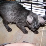 Willis - Smoke Egyptian Mau Male DOB 3/2/10