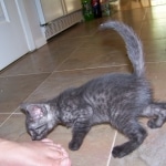 Arnold - Egyptian Mau Smoke Male DOB 4-11-10