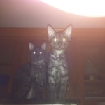 Arnold and Willis Smoke Egyptain Maus DOB 3-2 and 4-11-2010