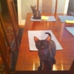 Arnold and Willis Smoke Egyptain Maus DOB 3-2 and 4-11-2010