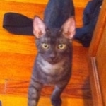 Arnold and Willis Smoke Egyptain Maus DOB 3-2 and 4-11-2010