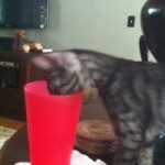 Arnold and Willis Smoke Egyptain Maus DOB 3-2 and 4-11-2010