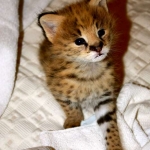 Whistler - Serval Male DOB 1-28-11