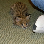 Whistler - Serval Male DOB 1-28-11
