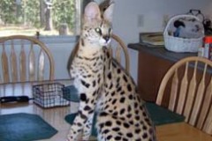 Jeffree - African Serval