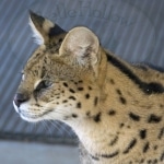Profile Jeffrey