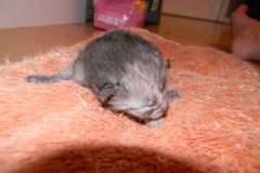 Bastet - Egyptian Mau Smoke Female  DOB 1-31-11