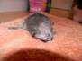 Bastet - Egyptian Mau Smoke Female  DOB 1-31-11