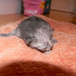 Bastet - Smoke Egyptian Mau female DOB 1-31-11