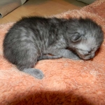 Bastet - Smoke Egyptian Mau female DOB 1-31-11