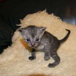 Bastet - Smoke Egyptian Mau female DOB 1-31-11