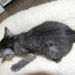 Bastet - Smoke Egyptian Mau female DOB 1-31-11