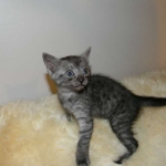Bastet - Smoke Egyptian Mau female DOB 1-31-11