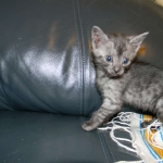 Bastet - Smoke Egyptian Mau female DOB 1-31-11