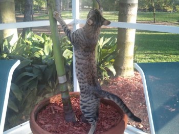 Truffles - Savannah King F-5 SBT