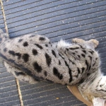 Zuri- F-1 Savannah Female DOB 3-25-11