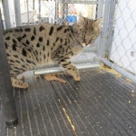 Zuri- F-1 Savannah Female DOB 3-25-11