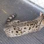 Zuri- F-1 Savannah Female DOB 3-25-11