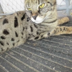 Zuri- F-1 Savannah Female DOB 3-25-11
