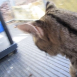 Zuri- F-1 Savannah Female DOB 3-25-11