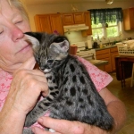 Zuri - F-1 Savanah female DOB 3-25-11